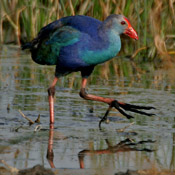 Photo: purple swampheen showing red beak and frontal shield and red legs and feet